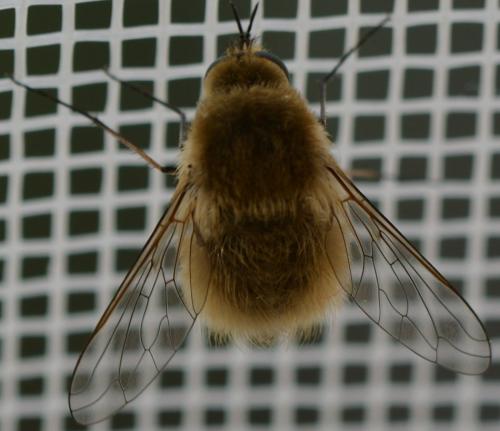 Bombylius sp.